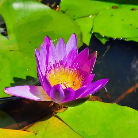 Wildland Resort Phu Quoc Eksteriør bilde